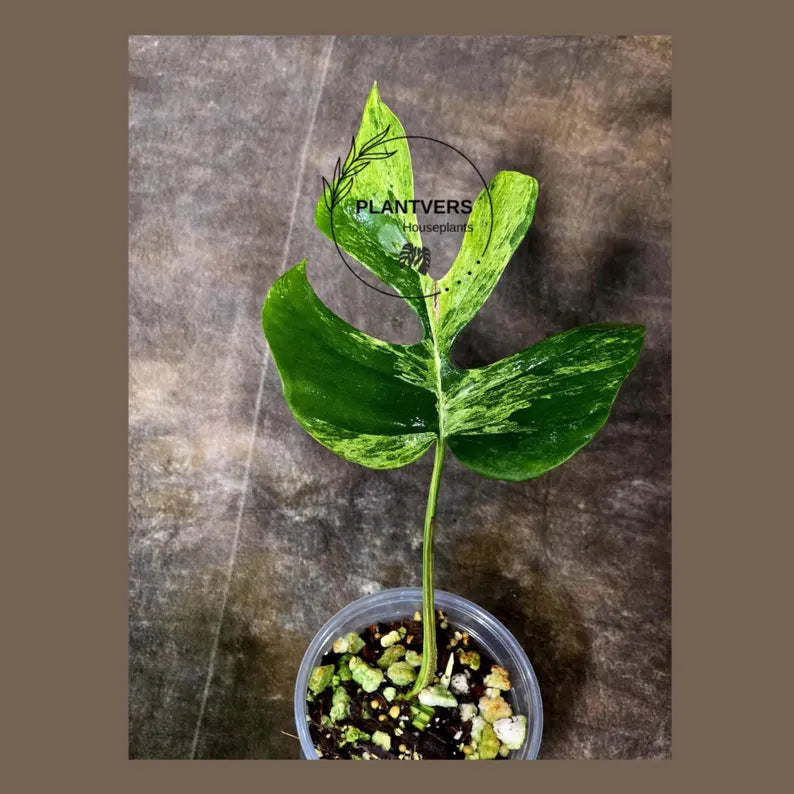 Super Rare Rhaphidophora Tetrasperma Migma Variegated Live Plant - Well Rooted Plant - Extremely Rare Collector Aroid Plant - US Seller