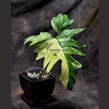 Variegated Philodendron Florida Beauty x Mayoi - Extremely Rare Collector Aroid Live Plant - Exact Same Plant - US Seller