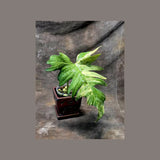 Variegated Philodendron Florida Beauty x Mayoi - Extremely Rare Collector Aroid Live Plant - Exact Same Plant - US Seller