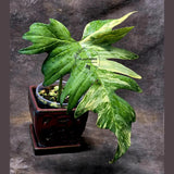 Variegated Philodendron Florida Beauty x Mayoi - Extremely Rare Collector Aroid Live Plant - Exact Same Plant - US Seller