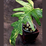 Variegated Philodendron Florida Beauty x Mayoi - Extremely Rare Collector Aroid Live Plant - Exact Same Plant - US Seller