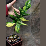 Variegated Philodendron Florida Beauty x Mayoi - Extremely Rare Collector Aroid Live Plant - Exact Same Plant - US Seller
