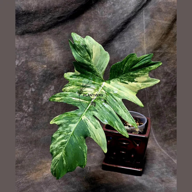 Variegated Philodendron Florida Beauty x Mayoi - Extremely Rare Collector Aroid Live Plant - Exact Same Plant - US Seller