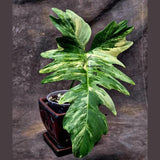 Variegated Philodendron Florida Beauty x Mayoi - Extremely Rare Collector Aroid Live Plant - Exact Same Plant - US Seller