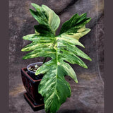 Variegated Philodendron Florida Beauty x Mayoi - Extremely Rare Collector Aroid Live Plant - Exact Same Plant - US Seller
