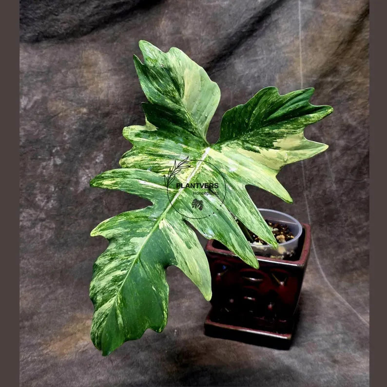 Variegated Philodendron Florida Beauty x Mayoi - Extremely Rare Collector Aroid Live Plant - Exact Same Plant - US Seller