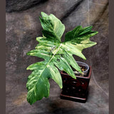 Variegated Philodendron Florida Beauty x Mayoi - Extremely Rare Collector Aroid Live Plant - Exact Same Plant - US Seller