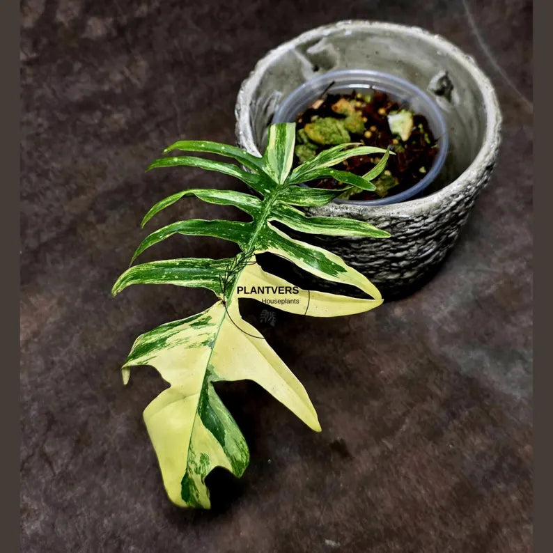 Philodendron Florida Beauty x Tortum Extremely Rare Plant Exact Pot - Cream, White Variegation Super Rare Collector EXACT Plant