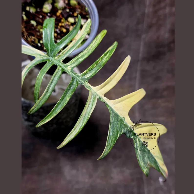 Philodendron Florida Beauty x Tortum Extremely Rare Plant Exact Pot - Cream, White Variegation Super Rare Collector EXACT Plant