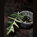 Philodendron Florida Beauty x Tortum Extremely Rare Plant Exact Pot - Cream, White Variegation Super Rare Collector EXACT Plant