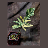 Variegated Philodendron Florida Beauty x Mayoi - Extremely Rare Collector Aroid Live Plant - Exact Same Plant - US Seller