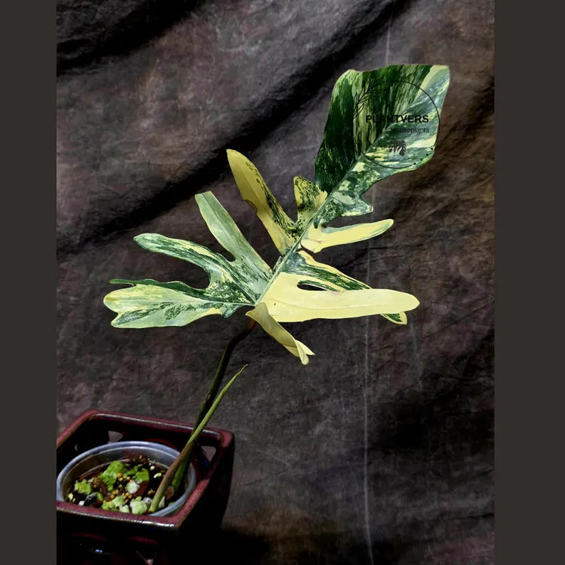 Variegated Philodendron Florida Beauty x Mayoi - Extremely Rare Collector Aroid Live Plant - Exact Same Plant - US Seller
