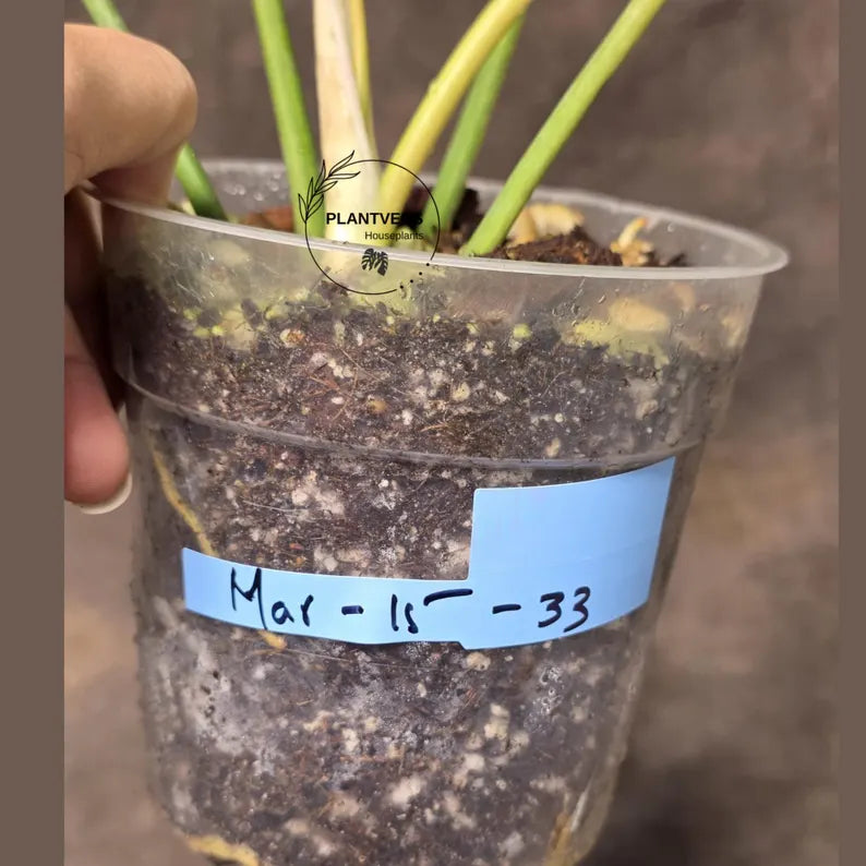 Variegated Philodendron Florida Beauty x Mayoi - Extremely Rare Collector Aroid Live Plant - Exact Same Plant - US Seller