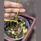 Philodendron Florida Beauty x Paraiso Verde in a Nursery Pot - Variegation Super Rare Collector EXACT Plant - Gift Plant - US Seller