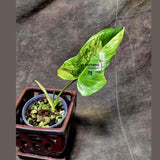 Philodendron Florida Beauty x Paraiso Verde in a Nursery Pot - Variegation Super Rare Collector EXACT Plant - Gift Plant - US Seller