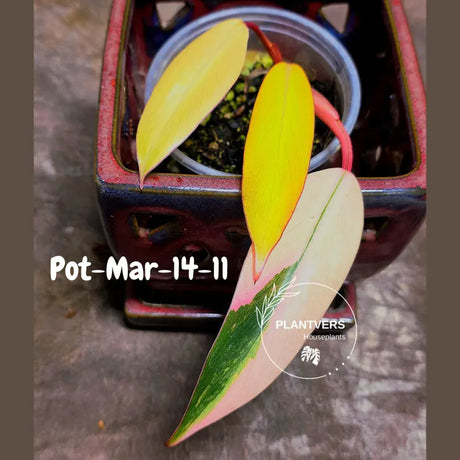 Variegated Philodendron Strawberry Shake - Rare Collector Plant - EXACT Plant - US Seller