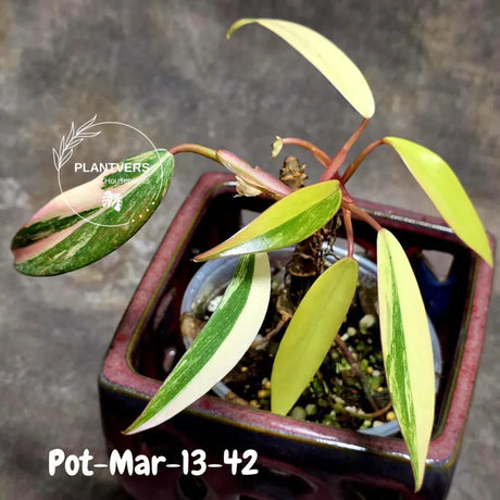 Variegated Philodendron Strawberry Shake - Rare Collector Plant - EXACT Plant - US Seller