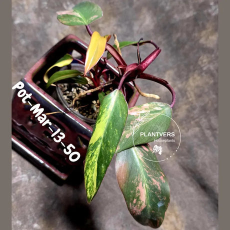 Variegated Philodendron Strawberry Shake - Rare Collector Plant - EXACT Plant - US Seller