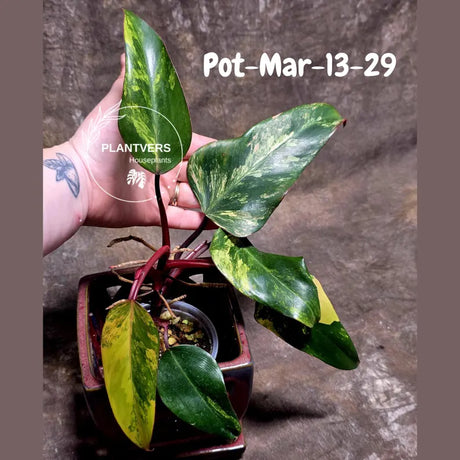 Variegated Philodendron Strawberry Shake - Rare Collector Plant - EXACT Plant - US Seller