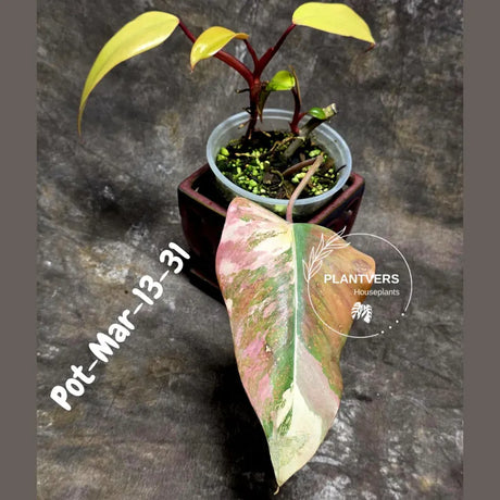 Variegated Philodendron Strawberry Shake - Rare Collector Plant - EXACT Plant - US Seller