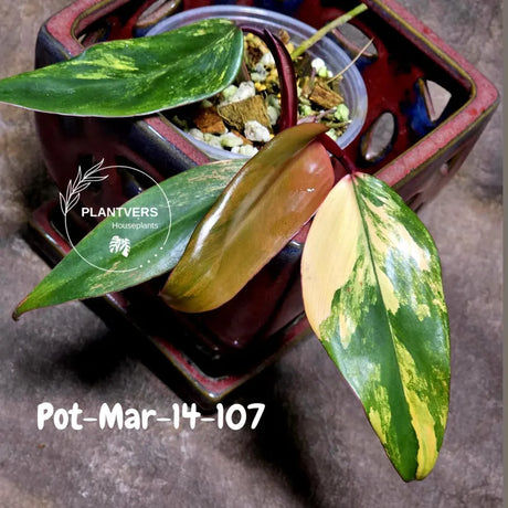 Variegated Philodendron Strawberry Shake - Rare Collector Plant - EXACT Plant - US Seller