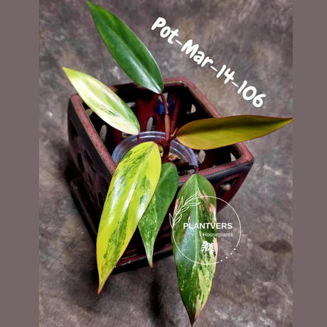 Variegated Philodendron Strawberry Shake - Rare Collector Plant - EXACT Plant - US Seller