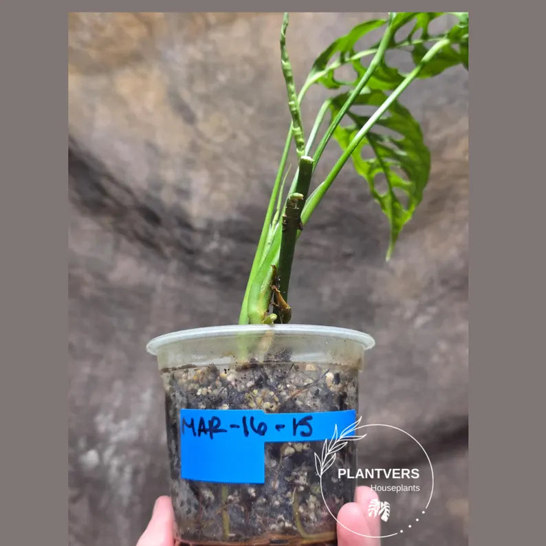 RARE Monstera Obliqua Peru - Live Rare Houseplants - Collectors Plant - Exact Same Plant - US Seller