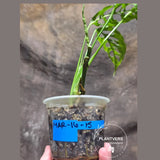 RARE Monstera Obliqua Peru - Live Rare Houseplants - Collectors Plant - Exact Same Plant - US Seller