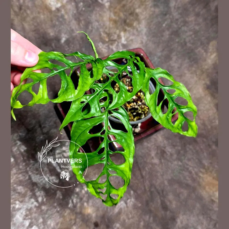 RARE Monstera Obliqua Peru - Live Rare Houseplants - Collectors Plant - Exact Same Plant - US Seller