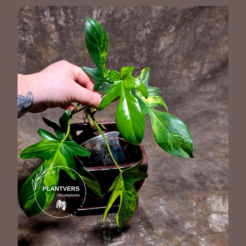 Variegated Philodendron Florida Beauty in a Nursery Pot - Rare Collector Plant - Exact Plant - US Seller