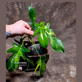 Variegated Philodendron Florida Beauty in a Nursery Pot - Rare Collector Plant - Exact Plant - US Seller