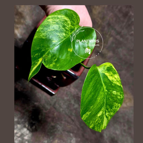 Monstera Marmota