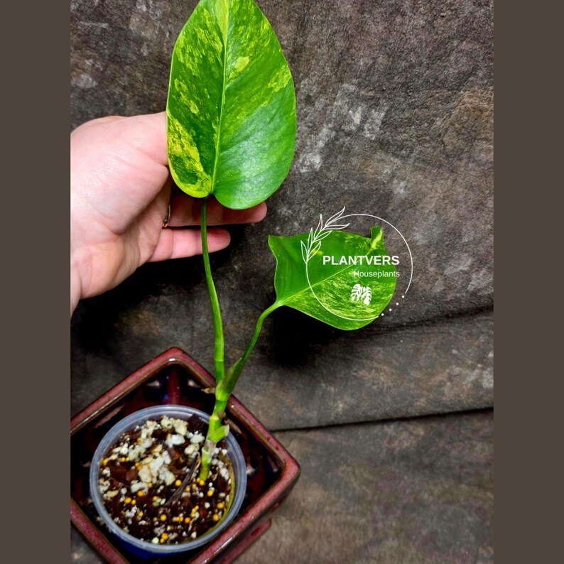 Monstera Aurea Variegated Borsigiana - Monstera Marmota - EXACT Plant - US Seller