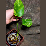 Monstera Aurea Variegated Borsigiana - Monstera Marmota - EXACT Plant - US Seller