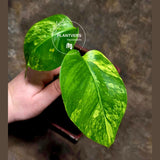 Monstera Aurea 