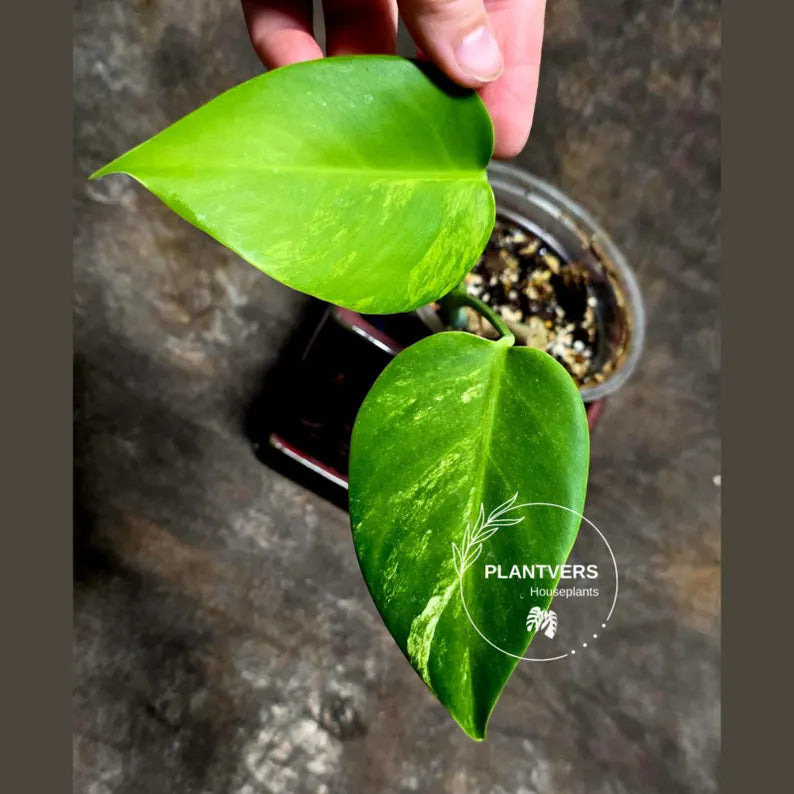 Monstera Aurea 