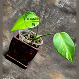 Monstera Marmota