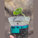 Scindapsus Jade Satin Variegated Plant in a Nursery Pot - Rare Tropical - EXACT Plant - US Seller