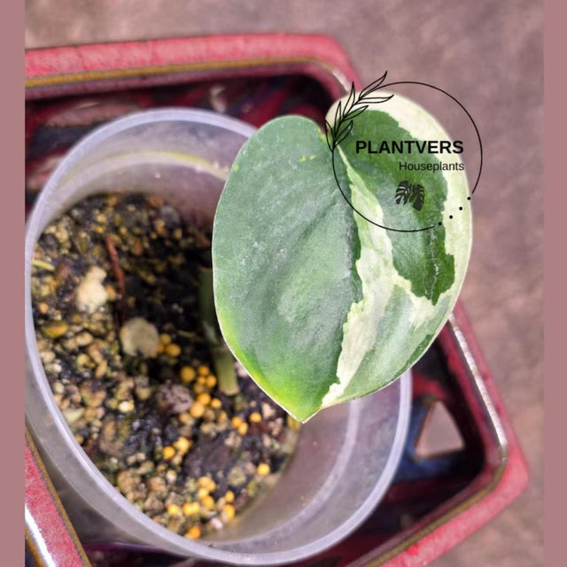 Scindapsus Jade 