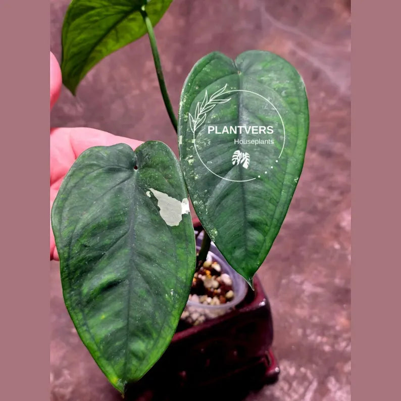 Variegated Syngonium Chiapense Albo Live Plant - Unique Leaves Beautiful Plant - Stunning Aroid with White Variegation-SAME Plant -US Seller
