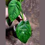 Variegated Syngonium Chiapense Albo Live Plant - Unique Leaves Beautiful Plant - Stunning Aroid with White Variegation-SAME Plant -US Seller