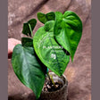 Syngonium Chiapense
