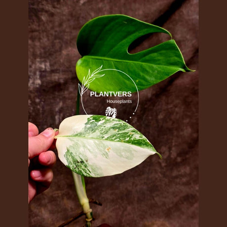 White Albo Borsigiana