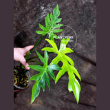 Philodendron 
