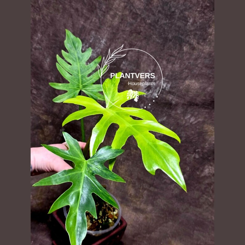 Philodendron Radiatum Variegated Exact Plant - Indoor Rare Plant - Large Form - Plants Lover Gift - Live Plant - US Seller