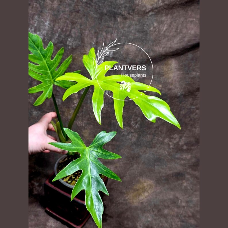 Radiatum Variegated 
