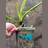 Philodendron Radiatum Variegated Exact Plant - Indoor Rare Plant - Large Form - Plants Lover Gift - Live Plant - US Seller
