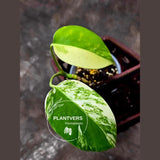 Monstera Marmota 
