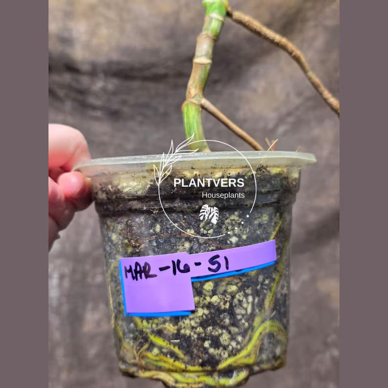 Monstera Aurea Variegated Borsigiana in a Nursery Pot - Monstera Marmota - Exact Same Plant - Beginners Plant - US Seller