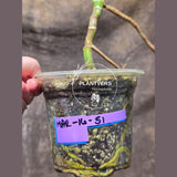 Monstera Aurea Variegated Borsigiana in a Nursery Pot - Monstera Marmota - Exact Same Plant - Beginners Plant - US Seller